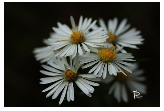 Aster Glow