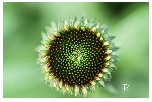 Nature's Geometry