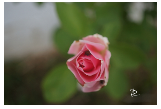 Unfurling Grace