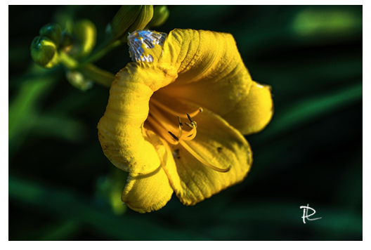 Golden Bloom