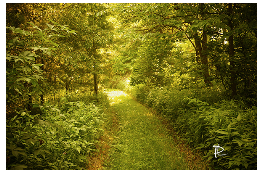 Sunlit Path