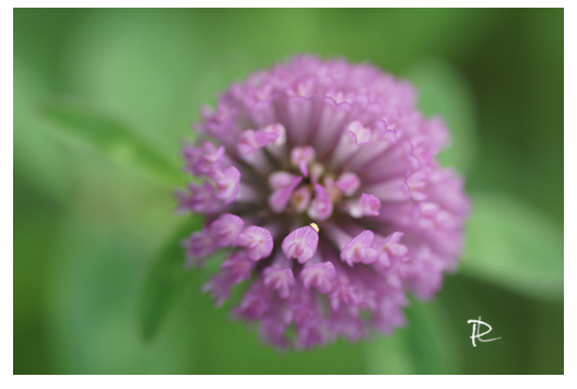 Clover Crown