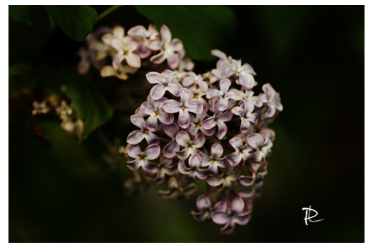 Lilac Dream