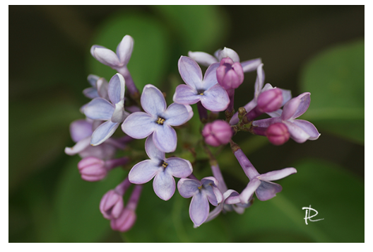 Springtime Lilac