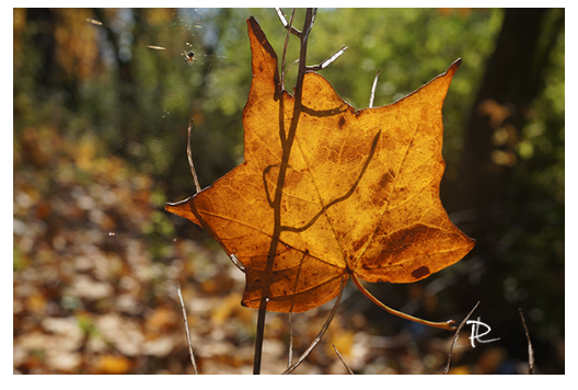 Autumn Gold