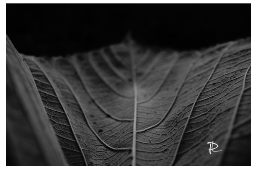 Leaf Lines