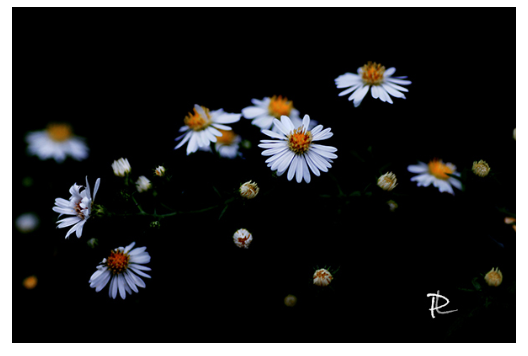 Starlit Petals