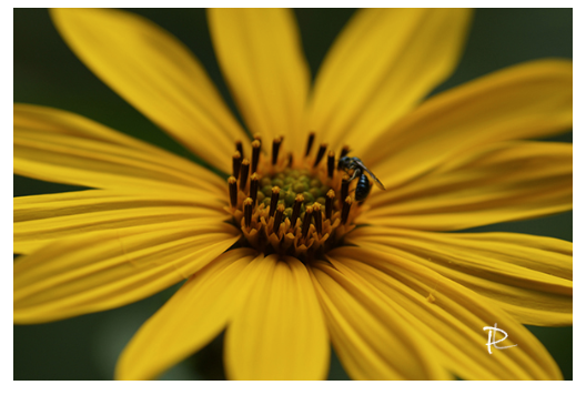 Pollinator's Pause