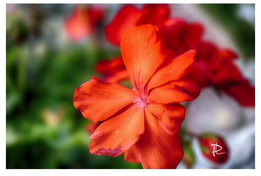 Garden Flame