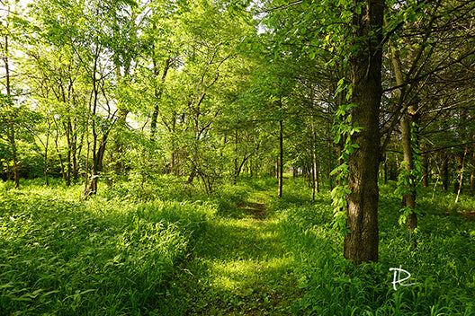 Verdant Trail