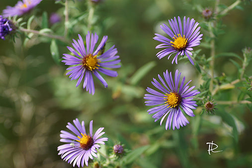 Constellation of Asters