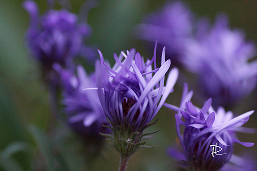Punk Rock Petals