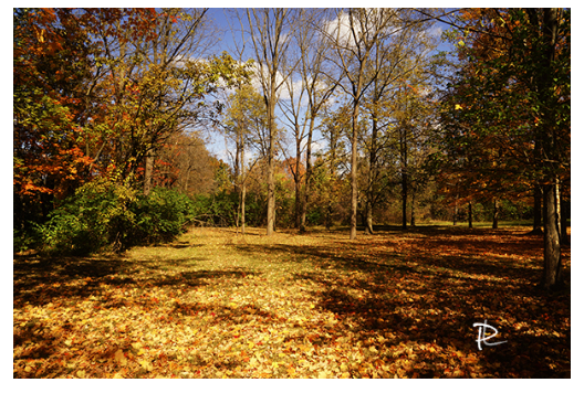 Autumn Bliss