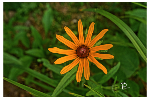 Sunlit Daisy