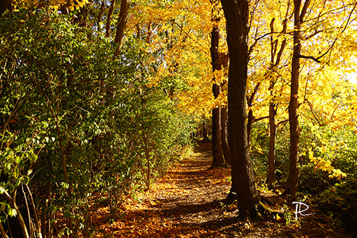 Autumn Pathway