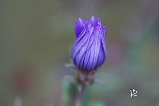 Lavender Promise